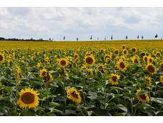 Slunečnice roční (Helianthus annuus L.) (zobrazeno 112x)