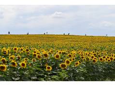 Slunečnice roční (Helianthus annuus L.) (zobrazeno 105x)